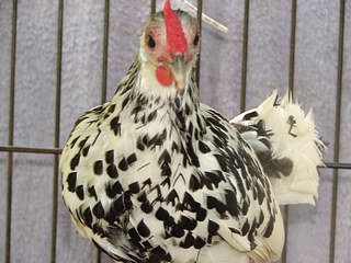 jsph_Silver-Spangled-Hamburg-Bantam.jpg