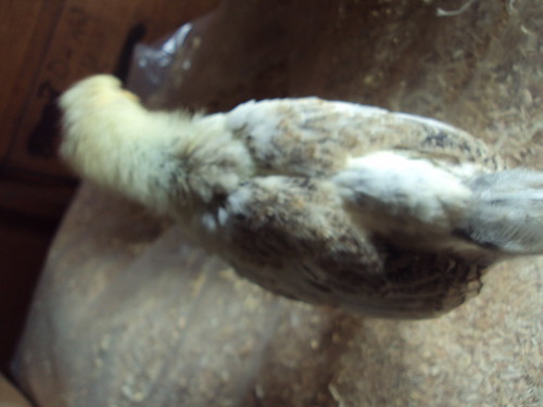 4489427997_620d5a9ac2.jpg