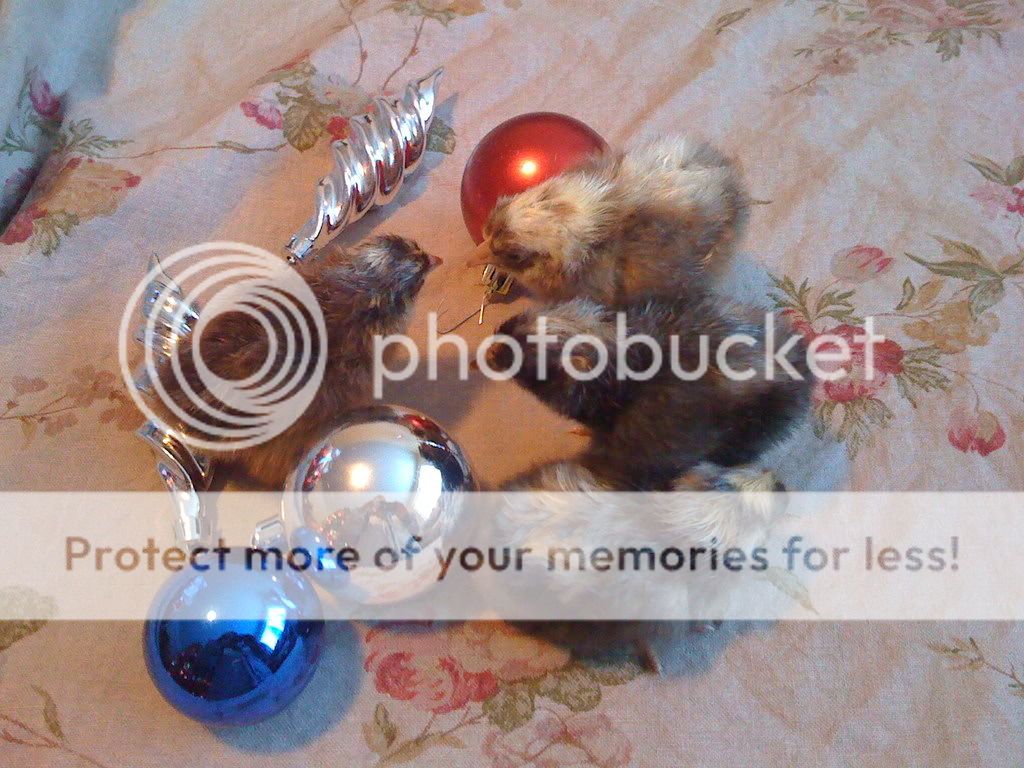 Picture026.jpg