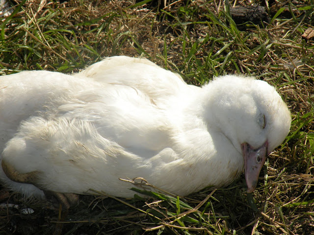 DSCN5026.JPG