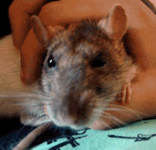 tumblr_m7e5cktv2V1r9gry0o1_400.gif