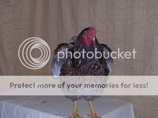 blrchestshot.jpg