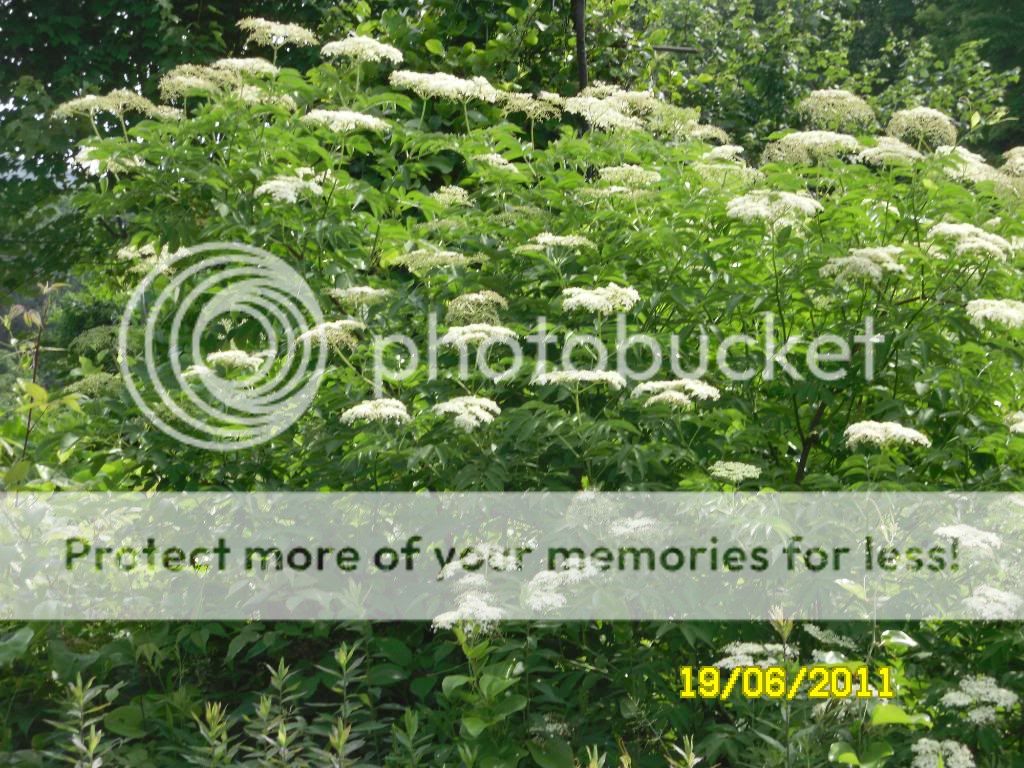 elderberry001.jpg