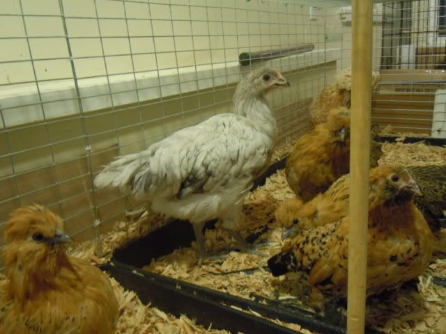 DSCN0479.jpg