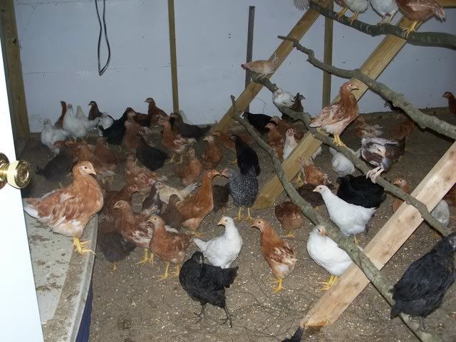 chickens.jpg