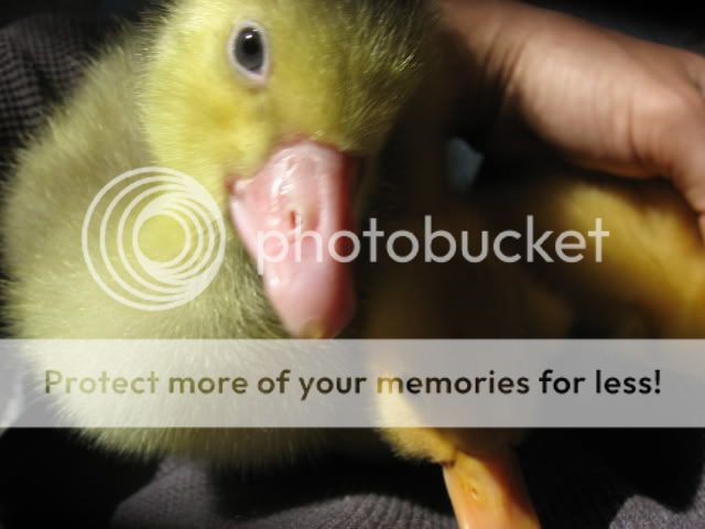 snuggleducks018.jpg