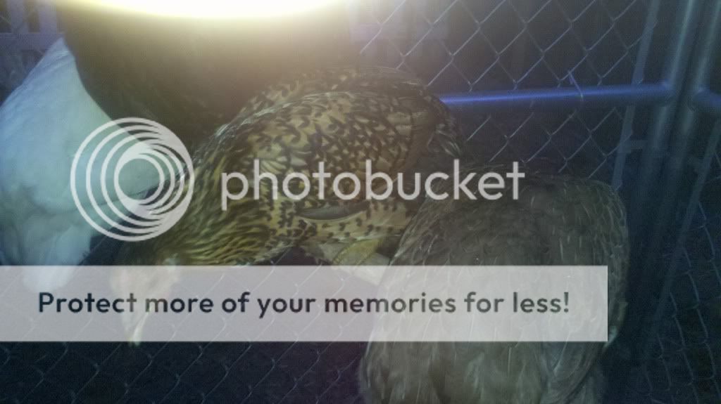 Techno.jpg