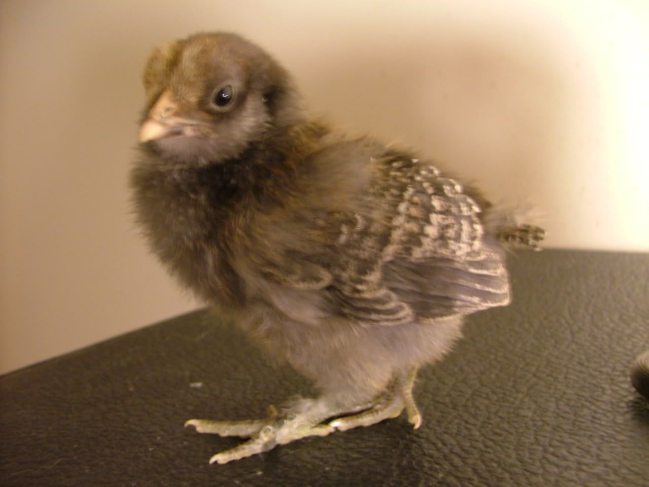 DSCF4505.jpg