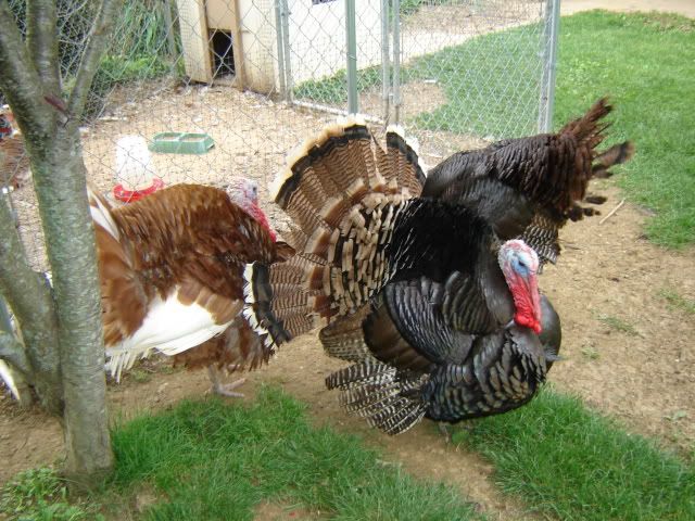 turkeys032.jpg