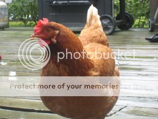 Chickens015.jpg