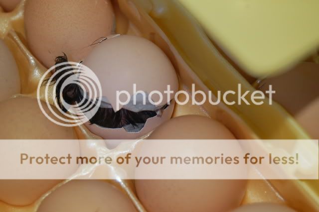 eggtooth.jpg