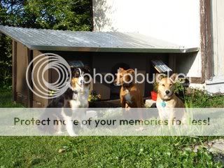 doghouse-1.jpg