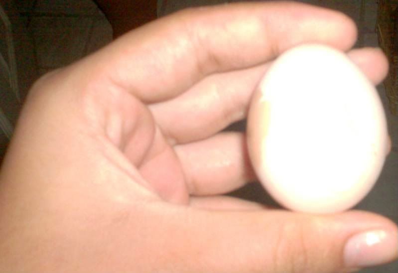OurFirstEGG2.jpg