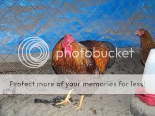 Chickens016-1.jpg