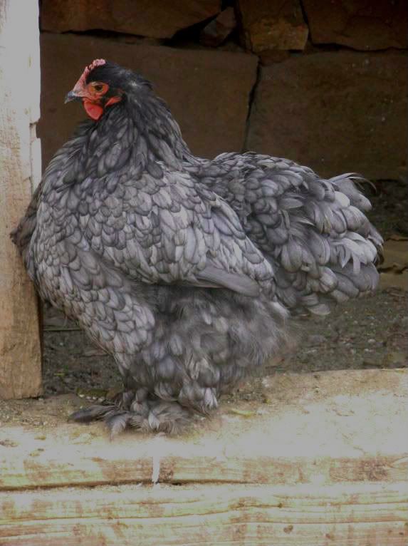 Chickens035.jpg