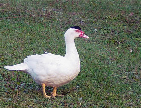 5073072128_4fd624ac06.jpg