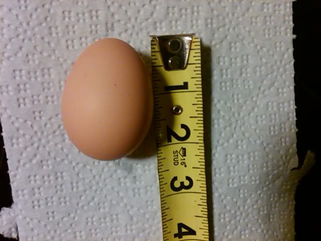 firsteggbarredrock.jpg
