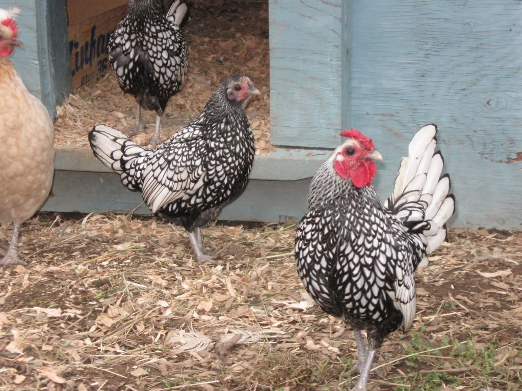 chickens008.jpg