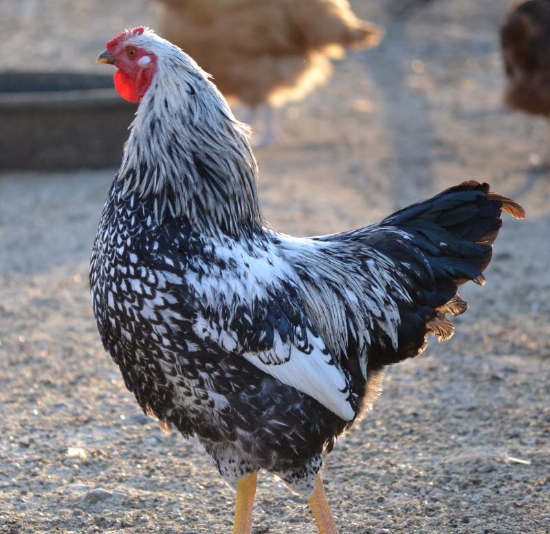 silver_laced_wyandotte_1.jpg
