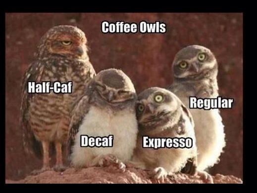 coffeeowl.jpg
