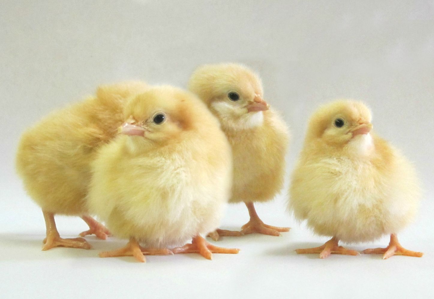 Buff Orpington | Day old chicks, Beautiful chickens, Buff orpington