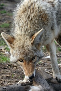 chicken-predators-coyote.jpg
