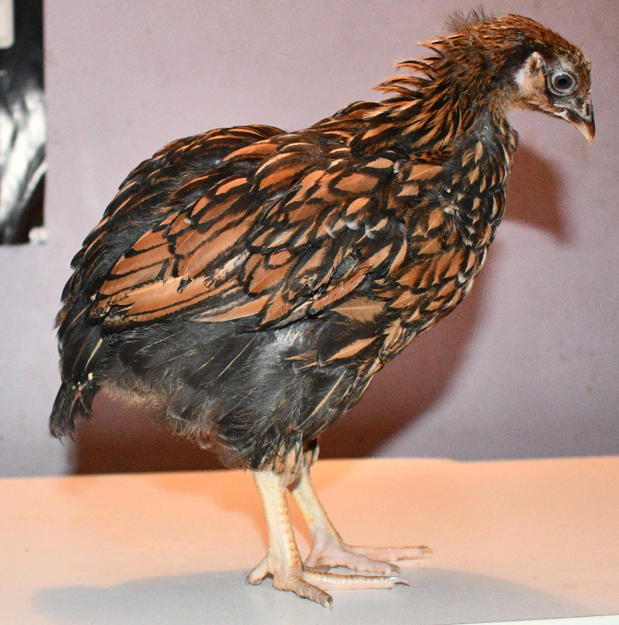 eYG9MS2.jpg