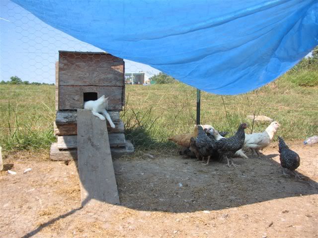 Chickengma024.jpg