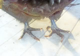 SallysToeNails-a.jpg