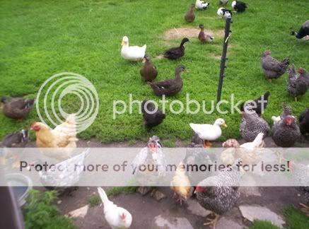 ducksandchickensjuly30th2010.jpg
