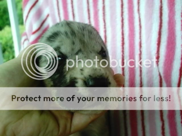 pups3010.jpg