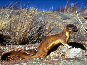 long_tailed_weasel_1.jpg