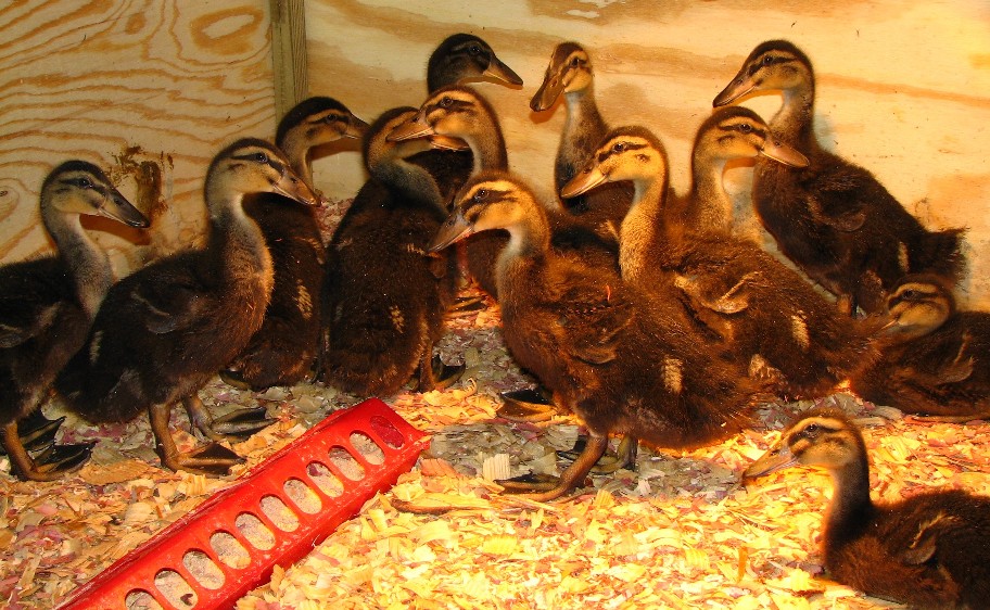 Ducklings3Wks1.jpg