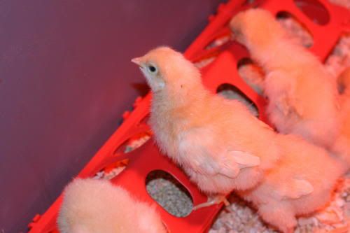 Chicks1week0042.jpg