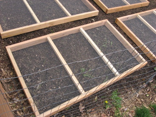 Grass or grain seeds will sprout and grow through the top of the hardware cloth for your chickens to graze.