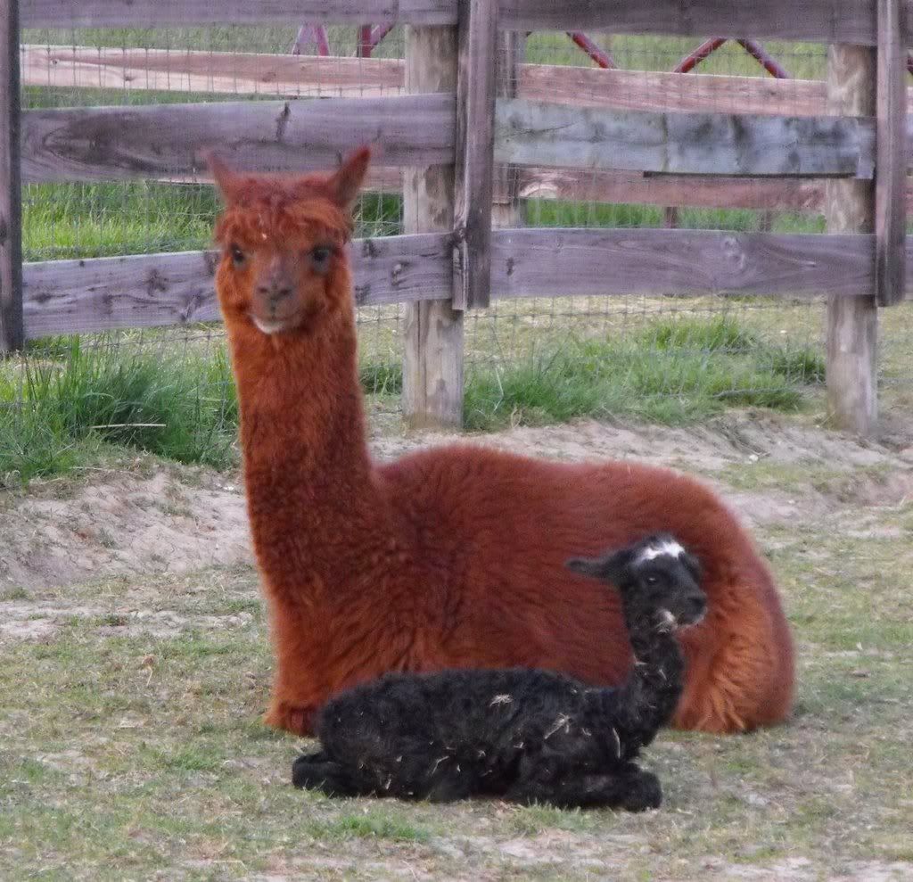 CaeteBaby2.jpg