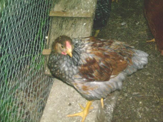Picture085.jpg