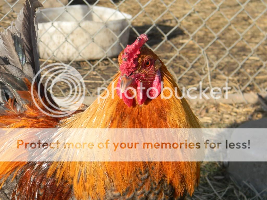 ChickPicks3331.jpg