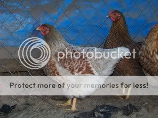 Chickens019.jpg