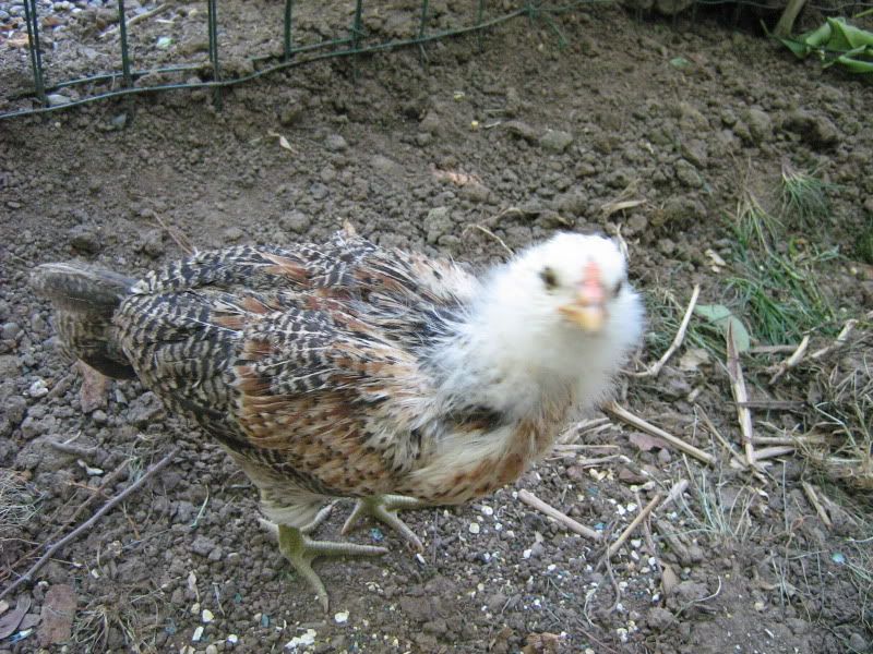 NewChicks5weeks048.jpg