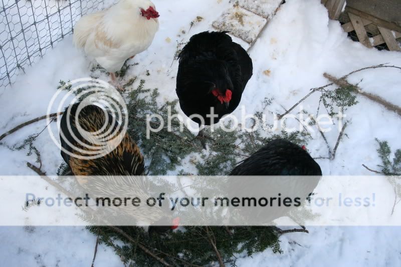 IMG_1912.jpg