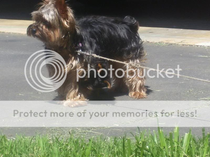 Puppy5-26-08013.jpg