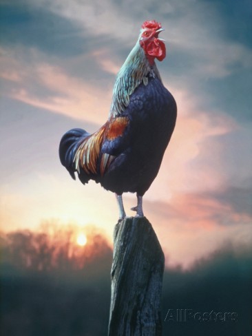 rooster-crowing-at-dawn.jpg