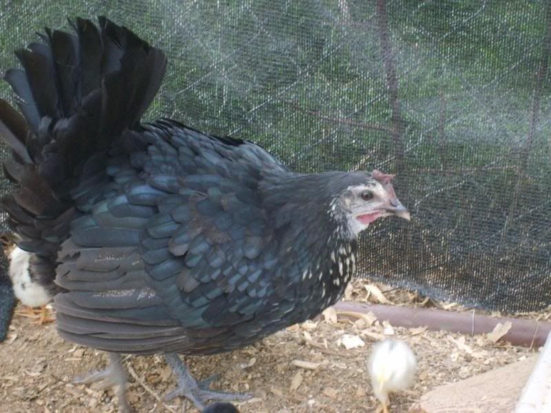 Egyptian Fayoumis Info Backyard Chickens