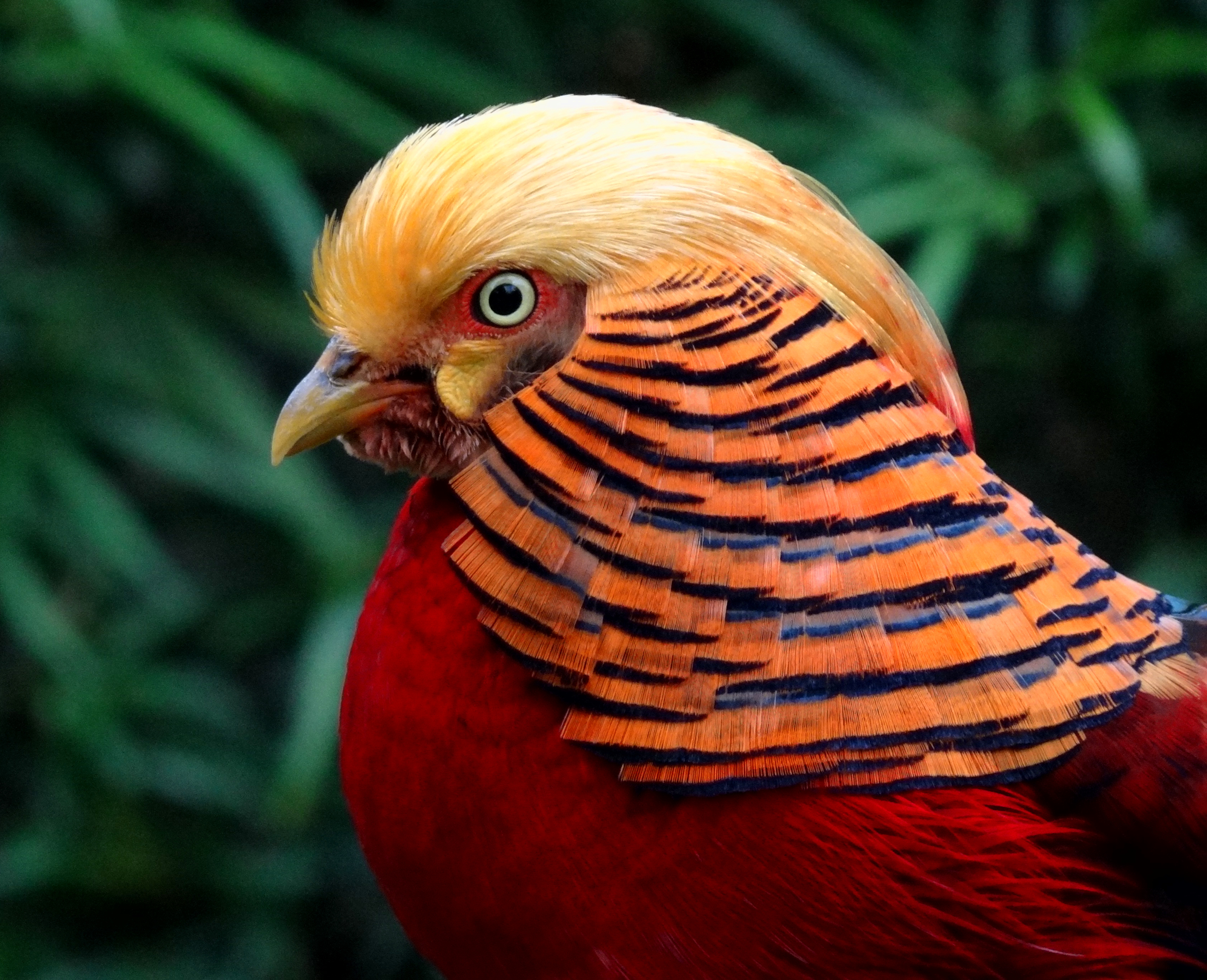 Portrait_of_a_Golden_Pheasant.JPG