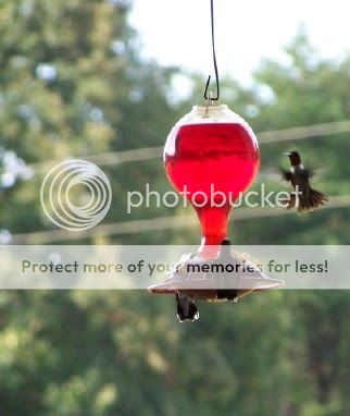 Hummingbirds07-17-10.jpg