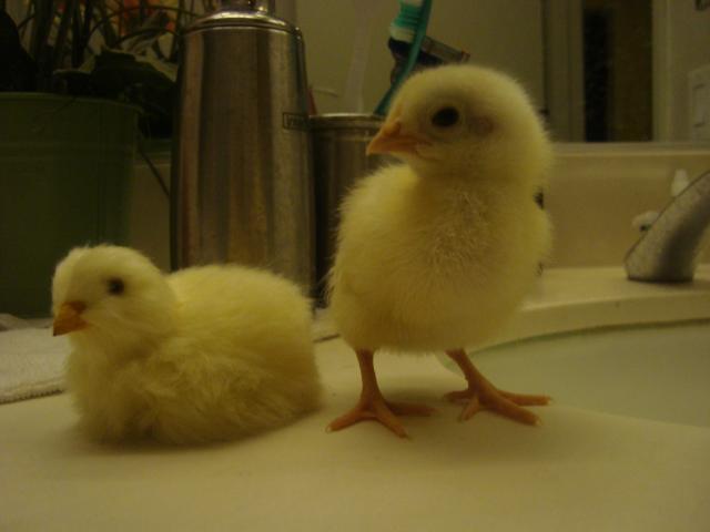 900x900px-LL-6493e73c_64972_c_chick.jpeg