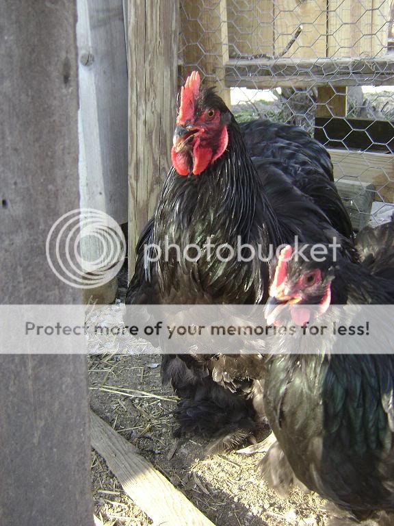 eggs077.jpg