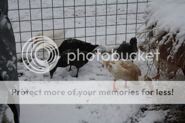 Snow032.jpg