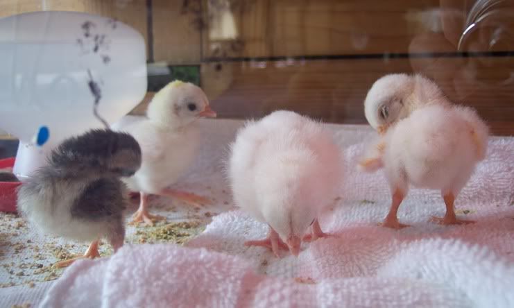 chicks1.jpg